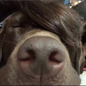 Meet your Posher, Diana